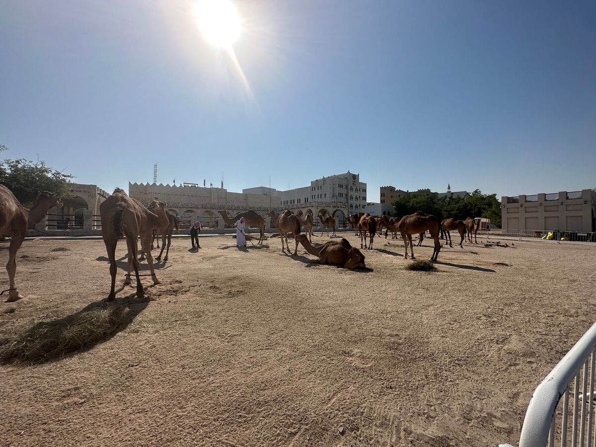 スークワキーフのそばにいたラクダたち。乗れたのかな？動物園みたい。