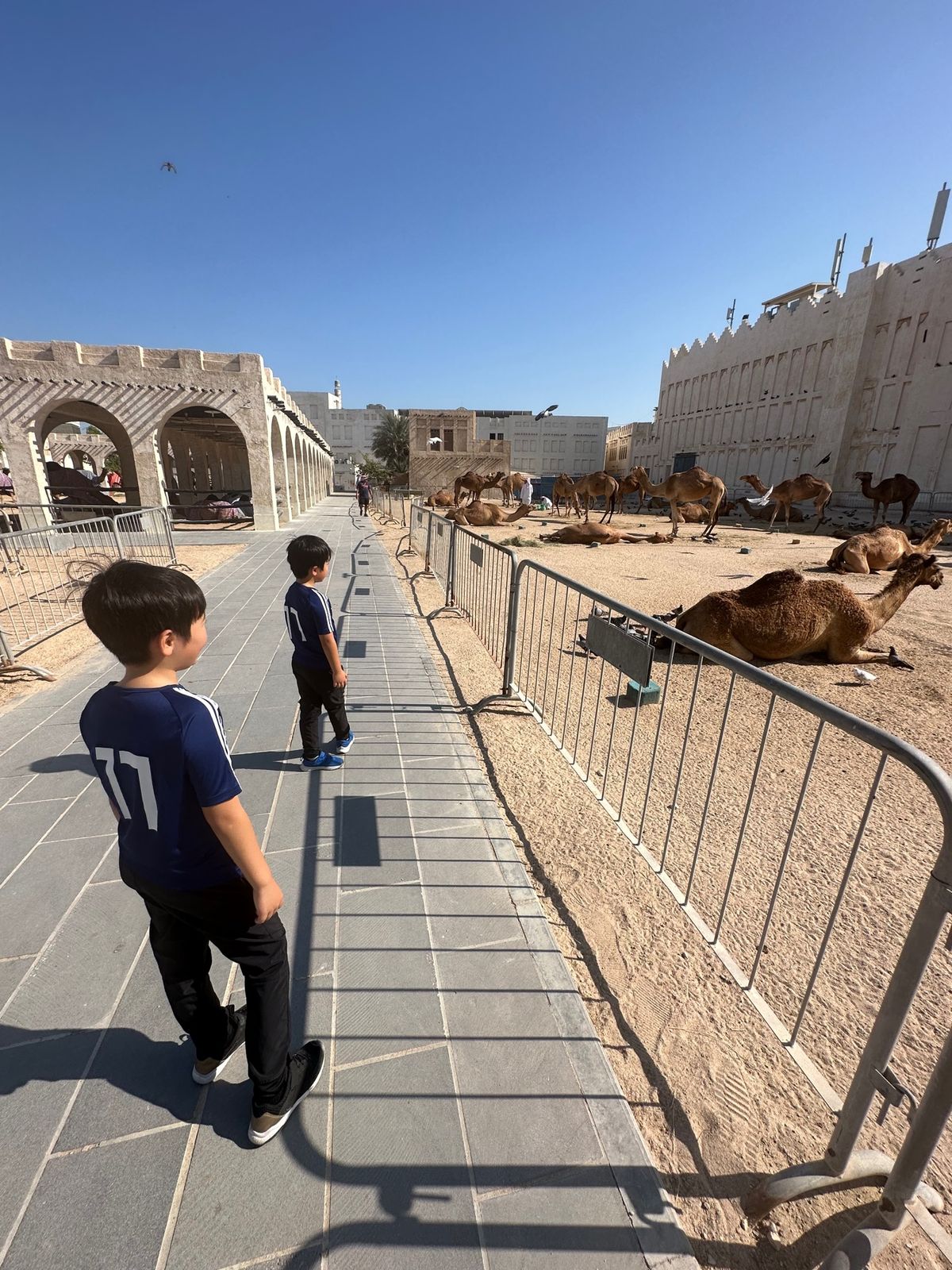 スークワキーフのそばにいたラクダたち。乗れたのかな？動物園みたい。