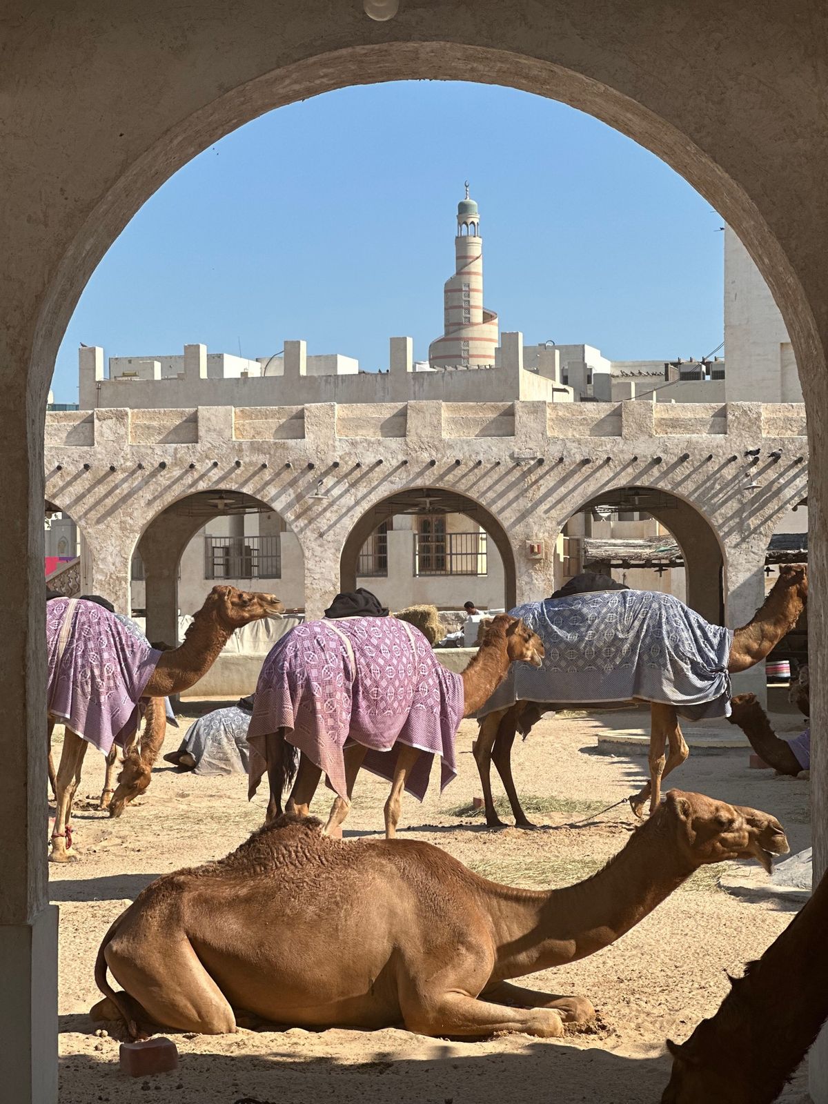 スークワキーフのそばにいたラクダたち。乗れたのかな？動物園みたい。