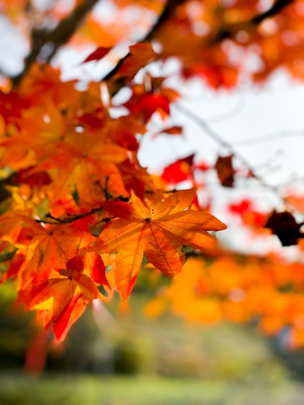 日本・石川県「飛騨高山から白山比咩神社への旅」の写真：１枚目:高山
２枚目: 白山比咩神社
