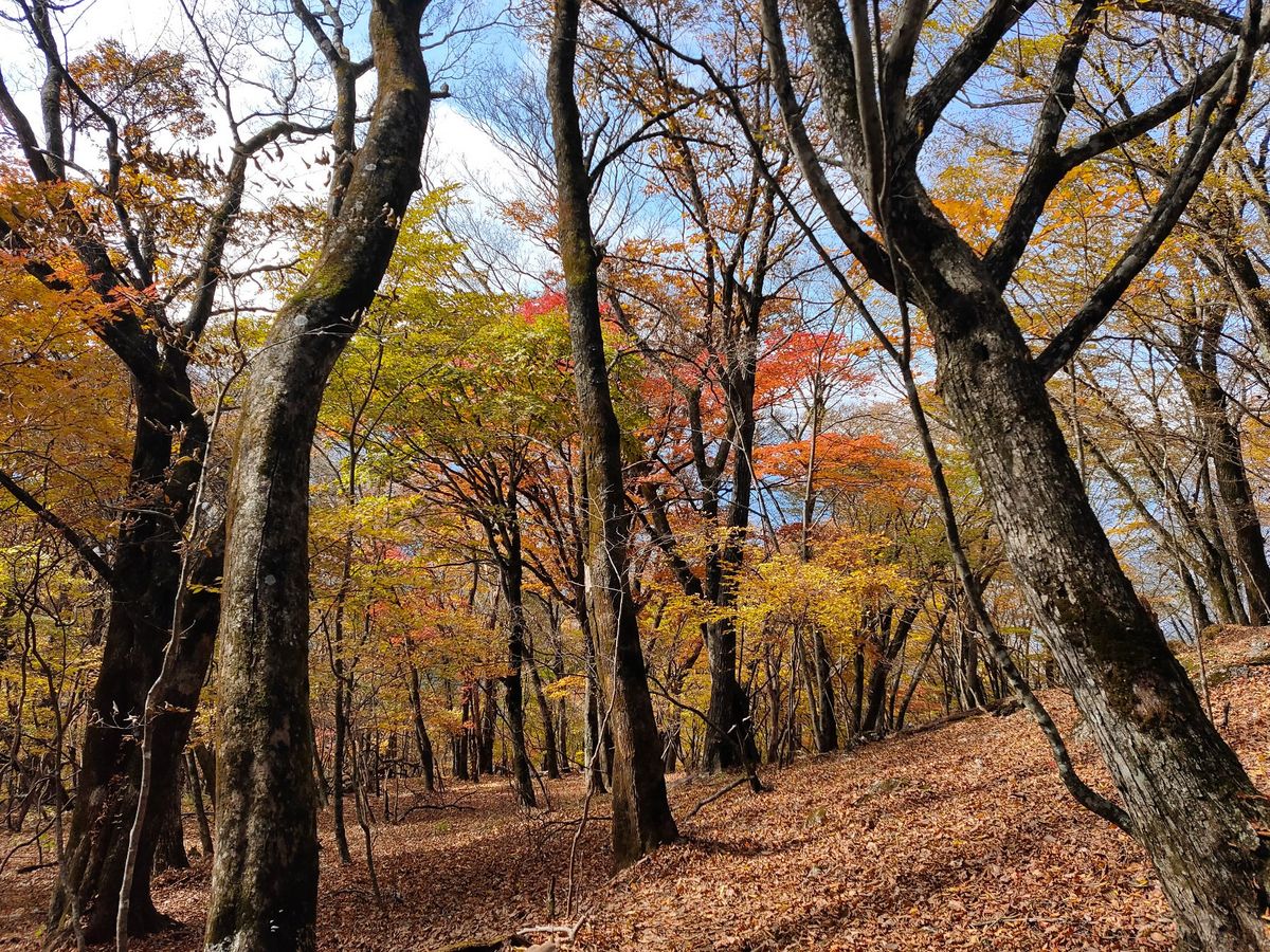 武甲山に登った。紅葉きれいだった
