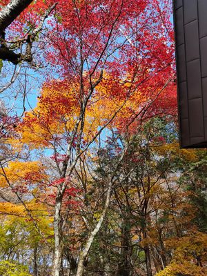 武甲山に登った。紅葉きれいだった