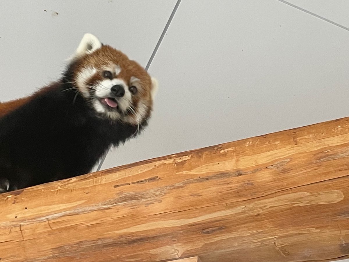 アドベンチャーワールドと和歌山城
