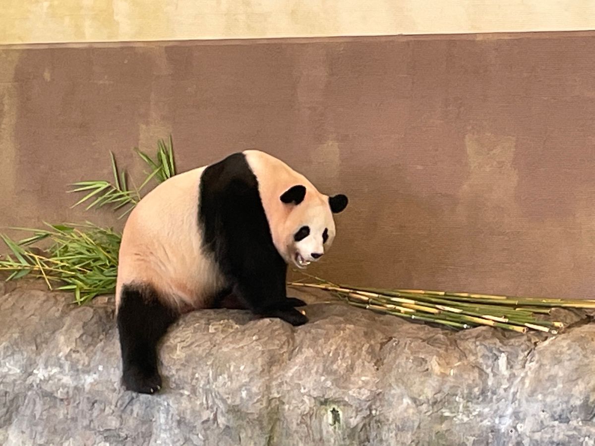 アドベンチャーワールドと和歌山城