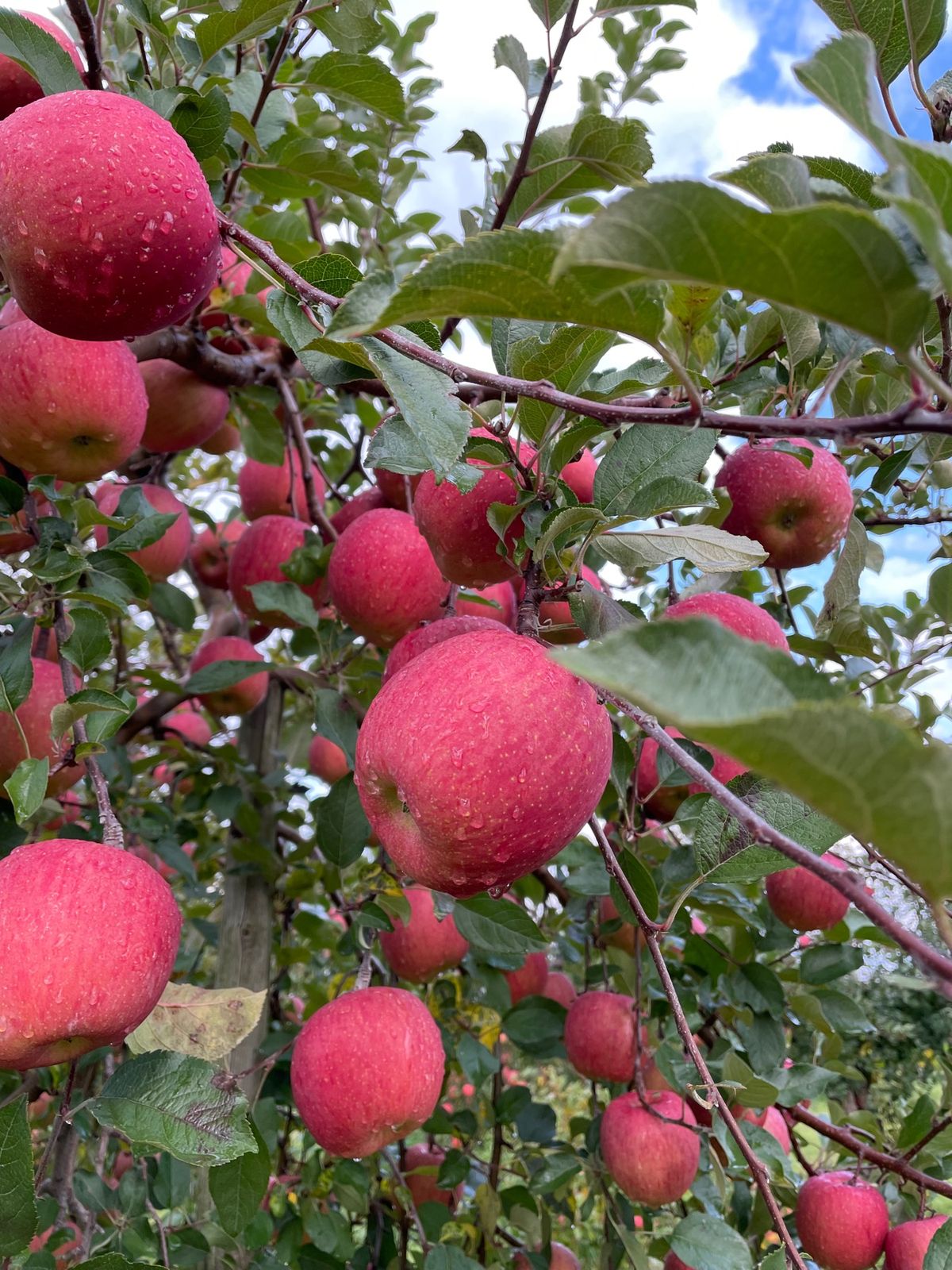 青森はりんご🍎づくし。種類が多くて迷っちゃう😊
朝から酸ヶ湯へ。混浴以外に...
