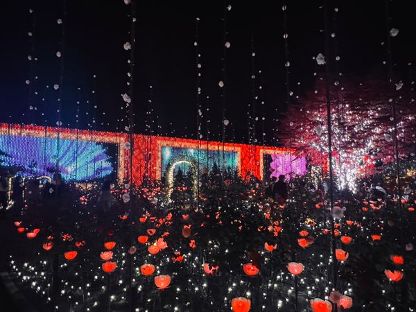 日本・栃木県「あしかがフラワーパーク」の写真