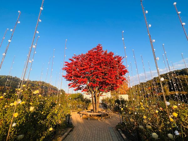 日本・栃木県「あしかがフラワーパーク」の写真