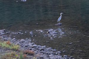 まだ夜も明けない長良川清流ホテルを出て徒歩で鵜飼ミュージアムの辺りまで歩い...