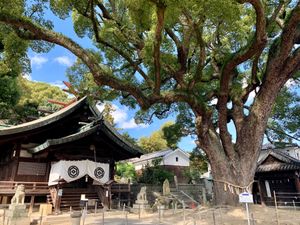 艮神社の楠