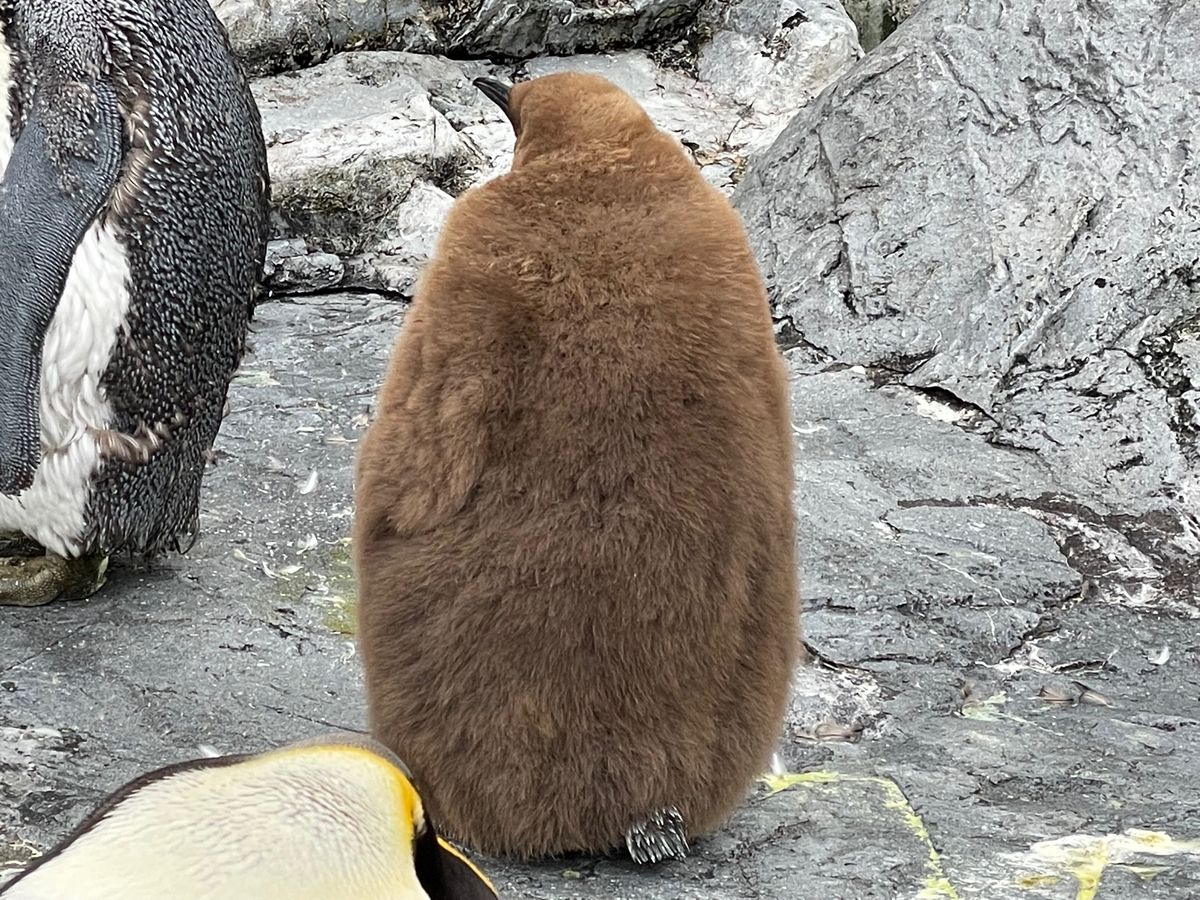 旭山動物園
BEST3はゴマフアザラシ就寝、ライオン三つ子、ペンギン子供