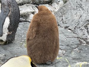 旭山動物園
BEST3はゴマフアザラシ就寝、ライオン三つ子、ペンギン子供