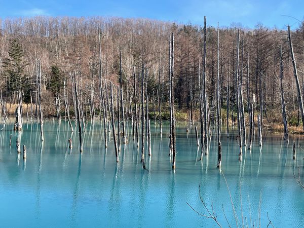 日本・北海道「旭川旅行」の写真：冬の美瑛観光
青い池、白ひげの滝、美瑛・十勝岳