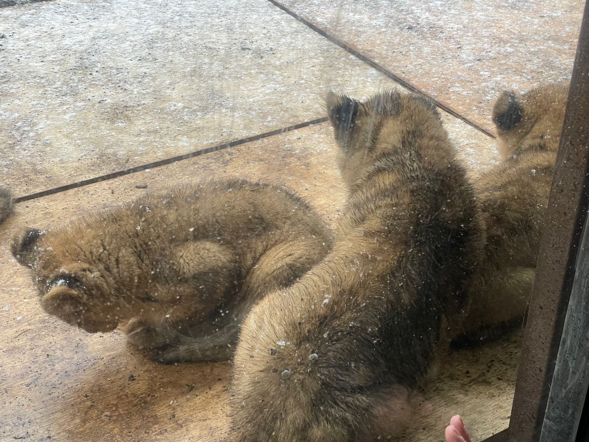 旭山動物園
BEST3はゴマフアザラシ就寝、ライオン三つ子、ペンギン子供