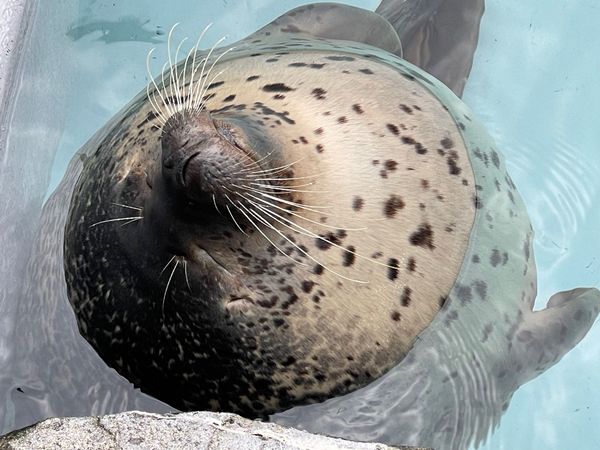 日本・北海道「旭川旅行」の写真：旭山動物園
BEST3はゴマフアザラシ就...