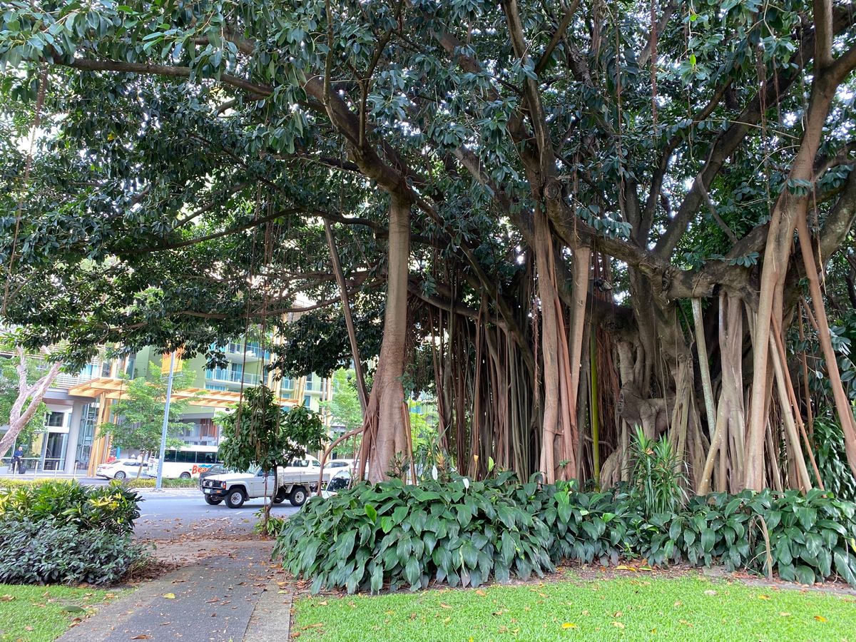 早朝に到着したため、1日目はのんびりと。
ケアンズの街並みを見ながらお散歩...