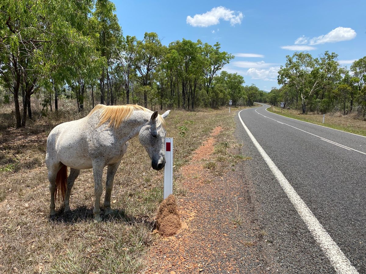 グラニットゴージーネイチャーパークからチラゴーまで車で走ること2時間。
途...
