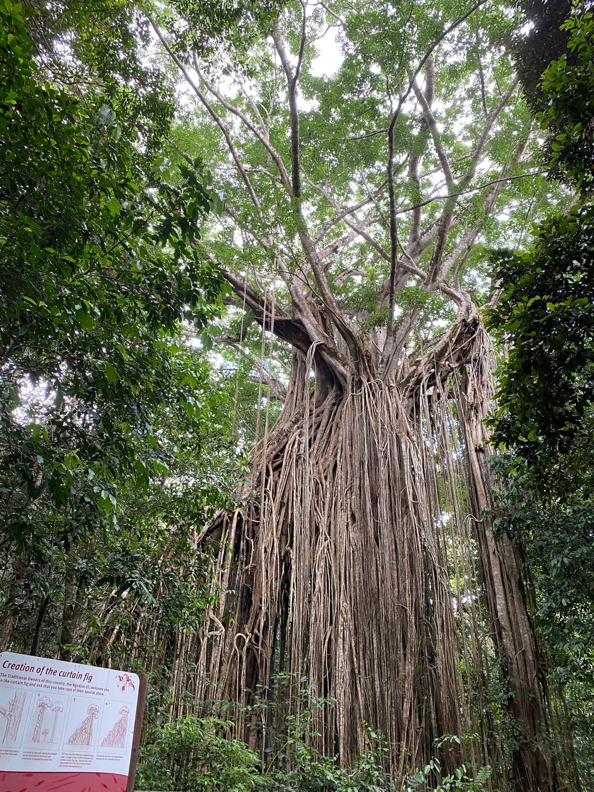 チラゴーからアサートンへ🚗💨
①カーテンフィグツリー
②ミラーミラーの滝
...