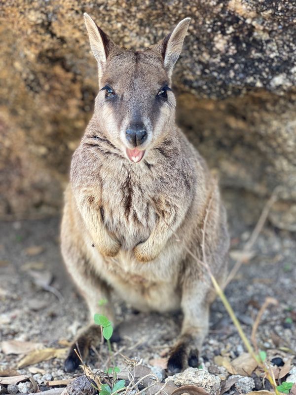 オーストラリア連邦・ケアンズ「オーストラリア🇦🇺」の写真：3日目はレンタカーを借りてチラゴーへ向か...