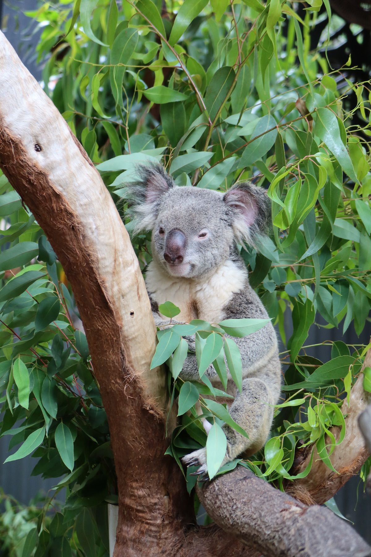 最終日はケアンズ観光定番のコース。
スカイレールレインフォレストケーブルウ...