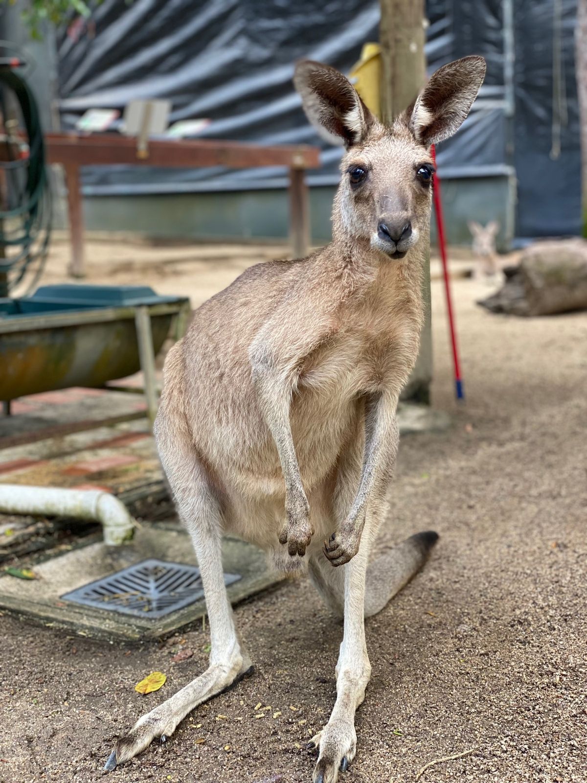 最終日はケアンズ観光定番のコース。
スカイレールレインフォレストケーブルウ...