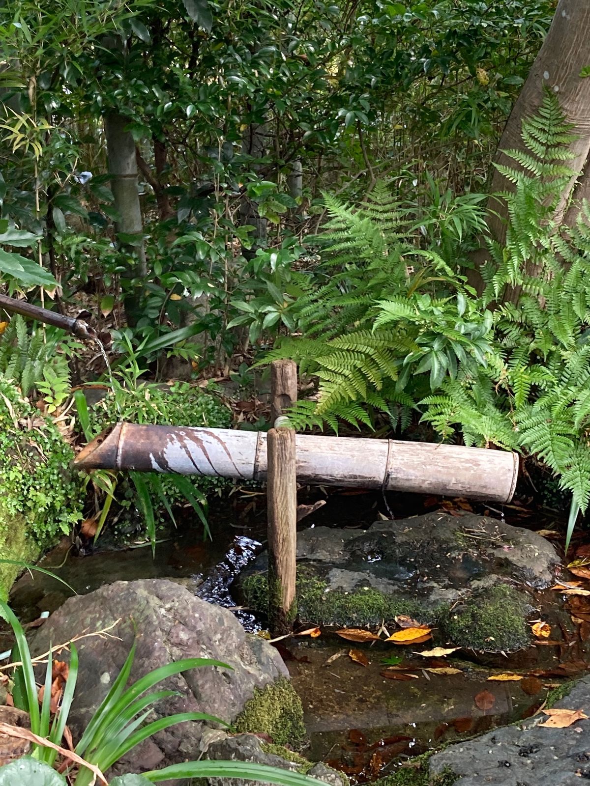 この日のメインイベント。《湯豆腐嵯峨野》さんにやって来ました。
こんな名店...