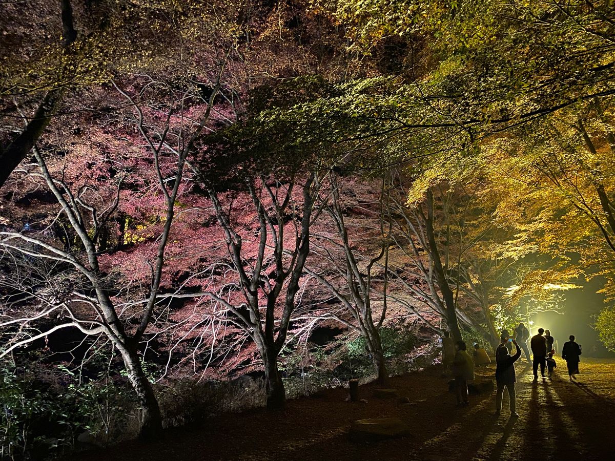 奥津渓谷は、毎年恒例の紅葉🍁今年も綺麗