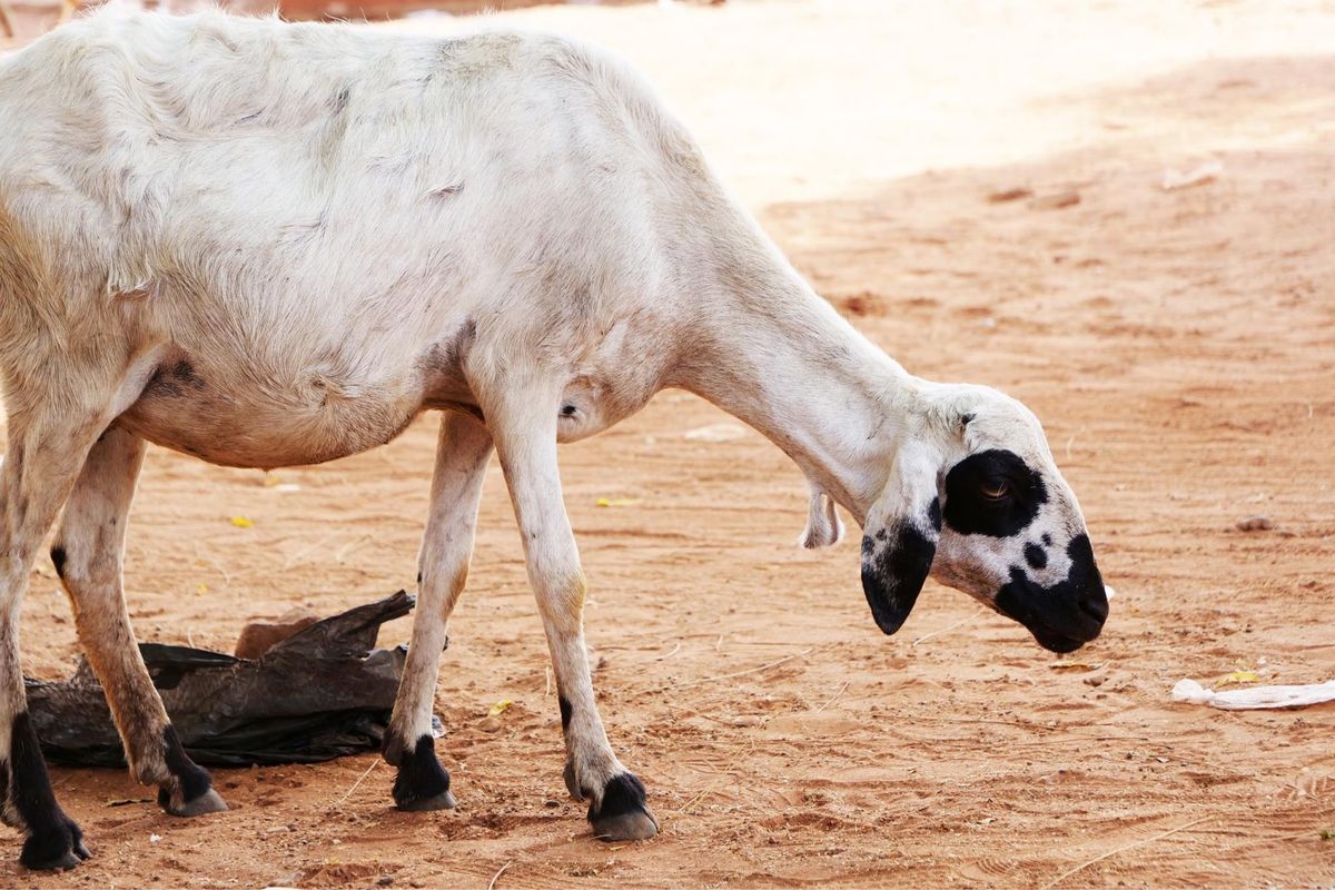 家畜が多いガーナ