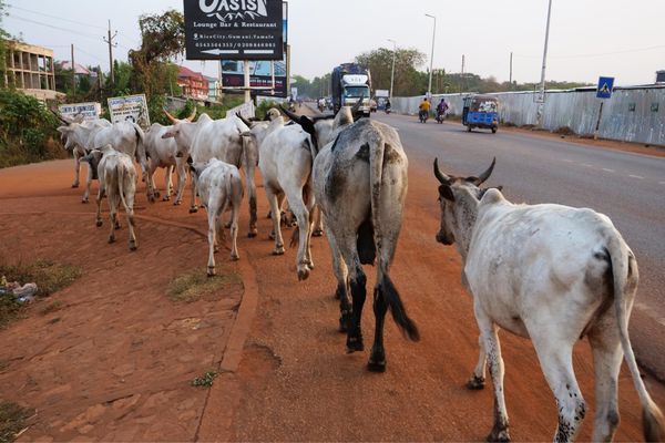 アラブ首長国連邦・Dubai「ガーナ出張」の写真：家畜が多いガーナ