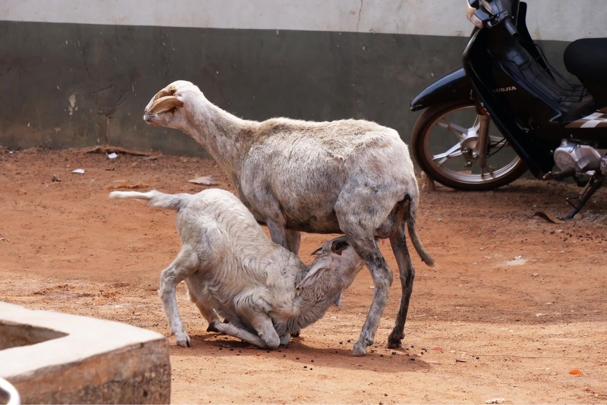 家畜が多いガーナ