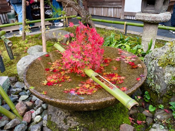 日本・京都府「2022京都・紅葉の旅」の写真：圓光寺の紅葉