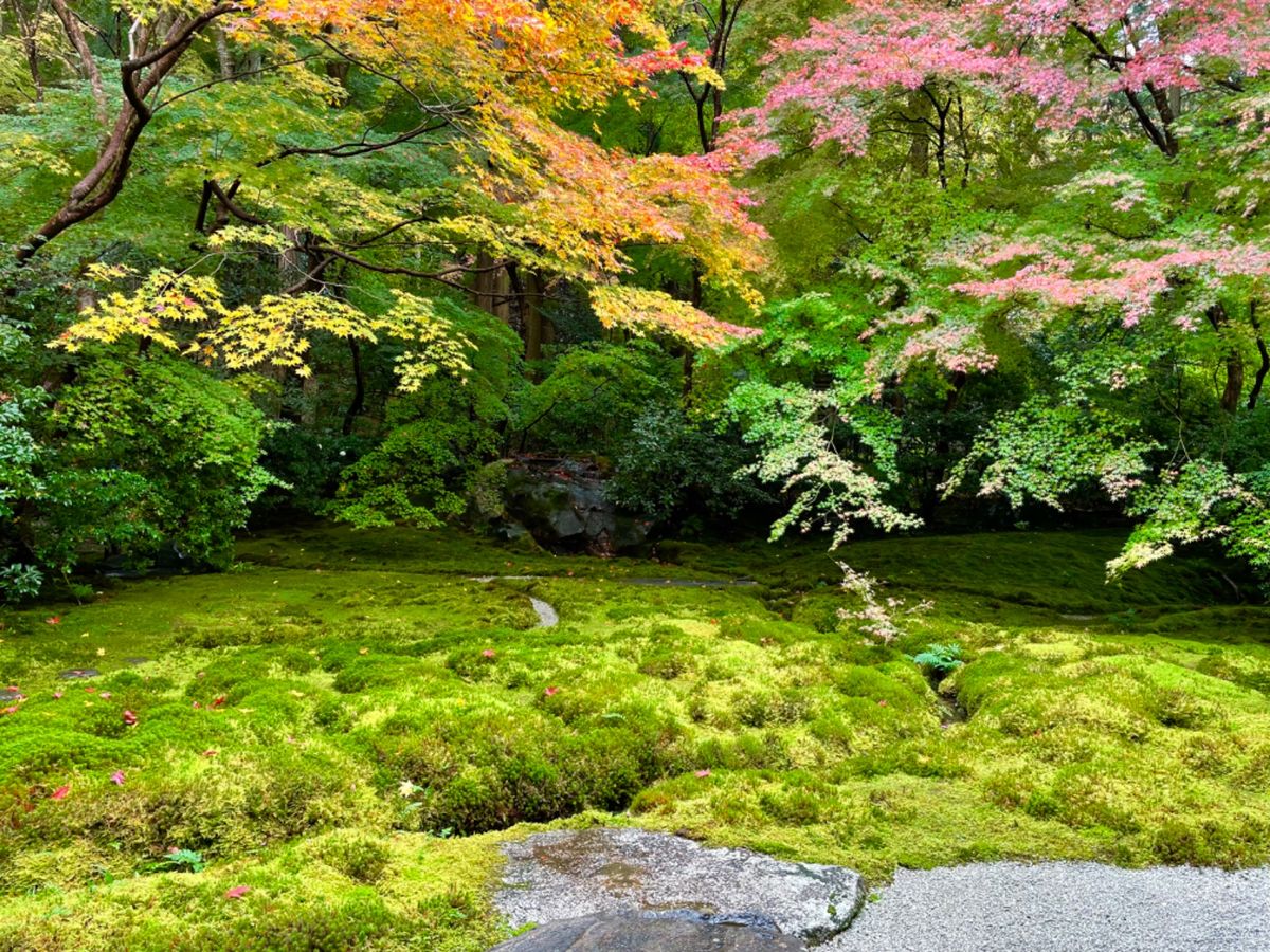 瑠璃光院は有名な床紅葉以外も美しい
