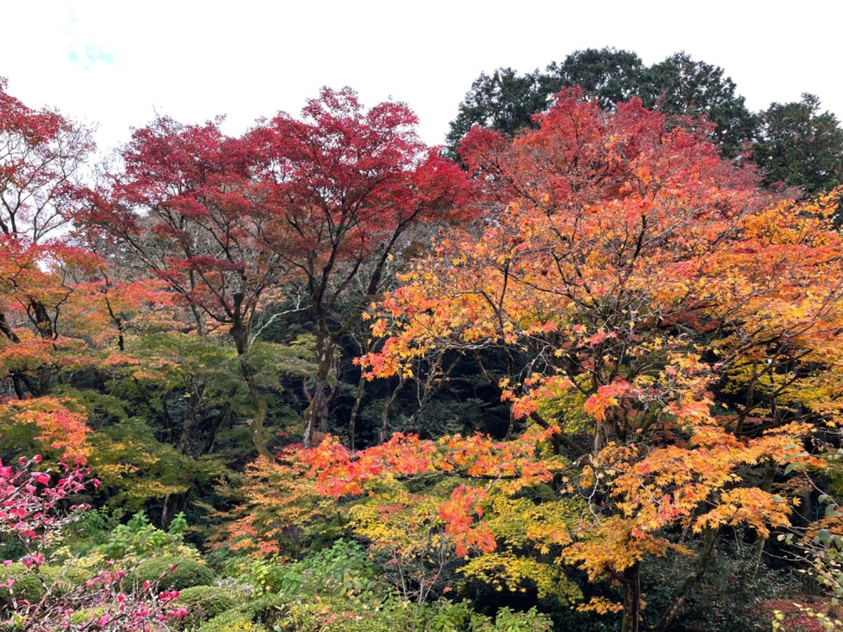 詩仙堂の紅葉