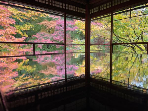 日本・京都府「2022京都・紅葉の旅」の写真：初めて行った瑠璃光院。素晴らしい紅葉でした。