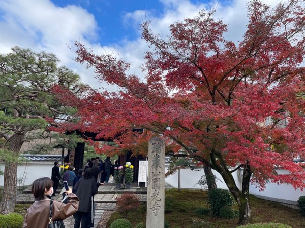日本・京都府「2022京都・紅葉の旅」の写真：圓光寺