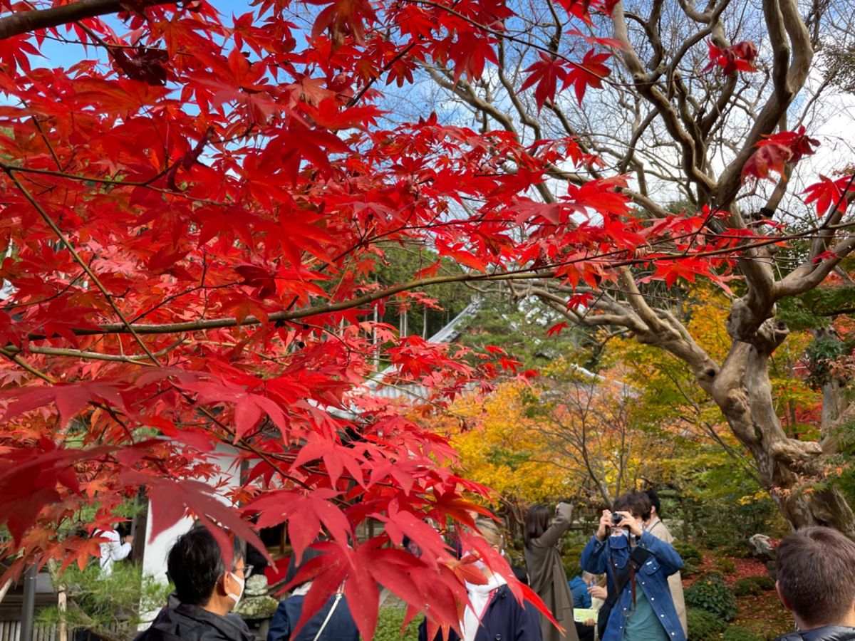 圓光寺の紅葉
