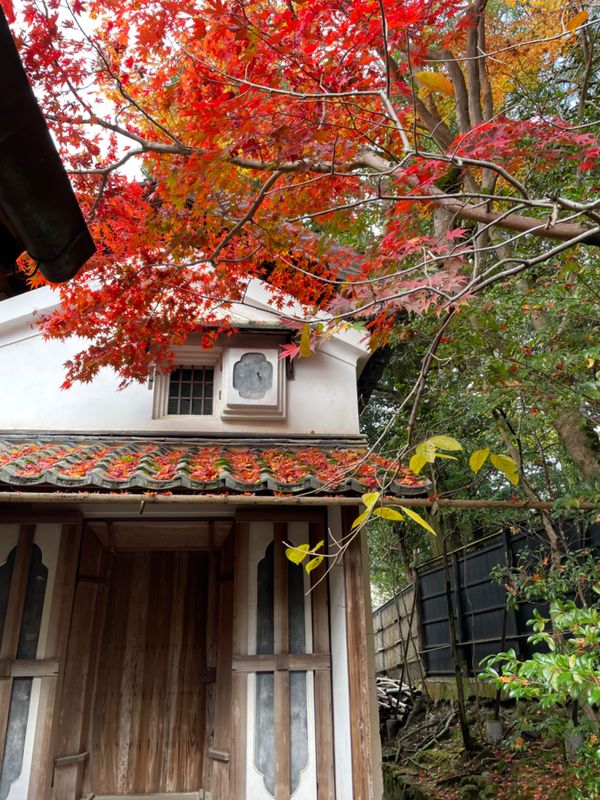 日本・京都府「2022京都・紅葉の旅」の写真：詩仙堂の紅葉