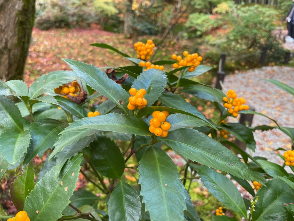 圓光寺の紅葉