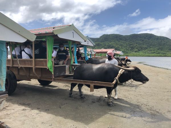 日本・石垣島「最高の初石垣」の写真