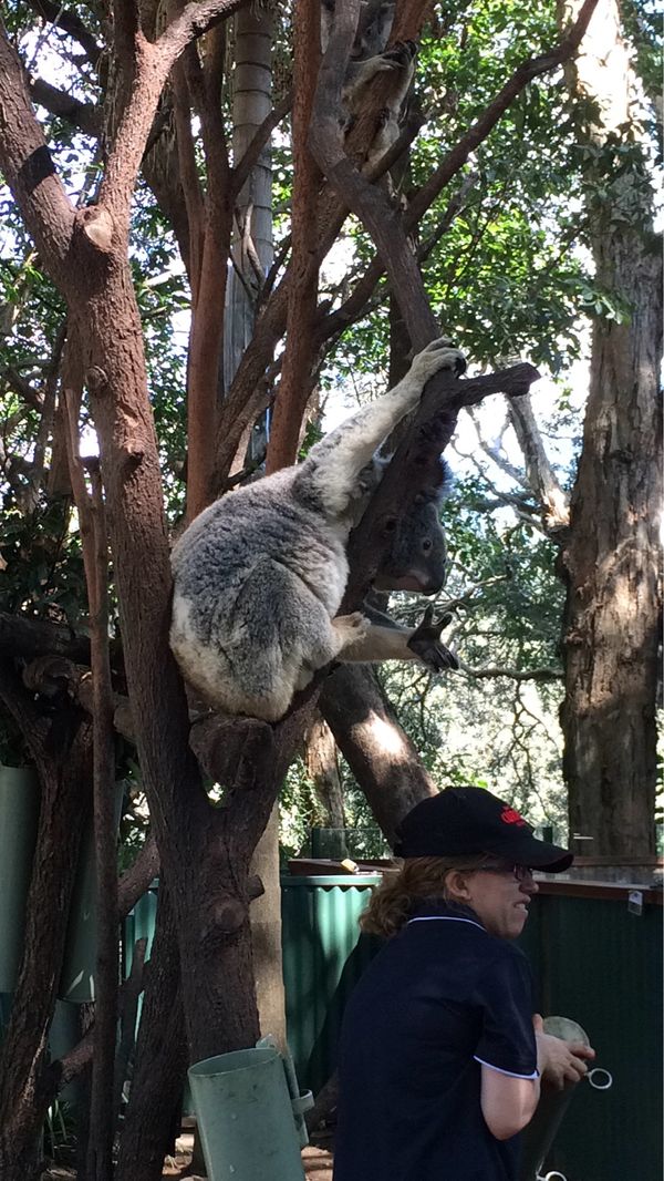 オーストラリア連邦・ブリズベン「🇦🇺幼稚園研修」の写真