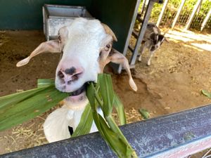 初ミニミニ動物園！🥳