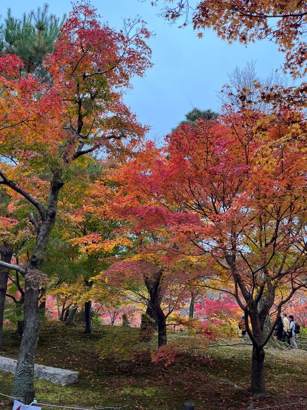 日本・京都「京都紅葉」の写真