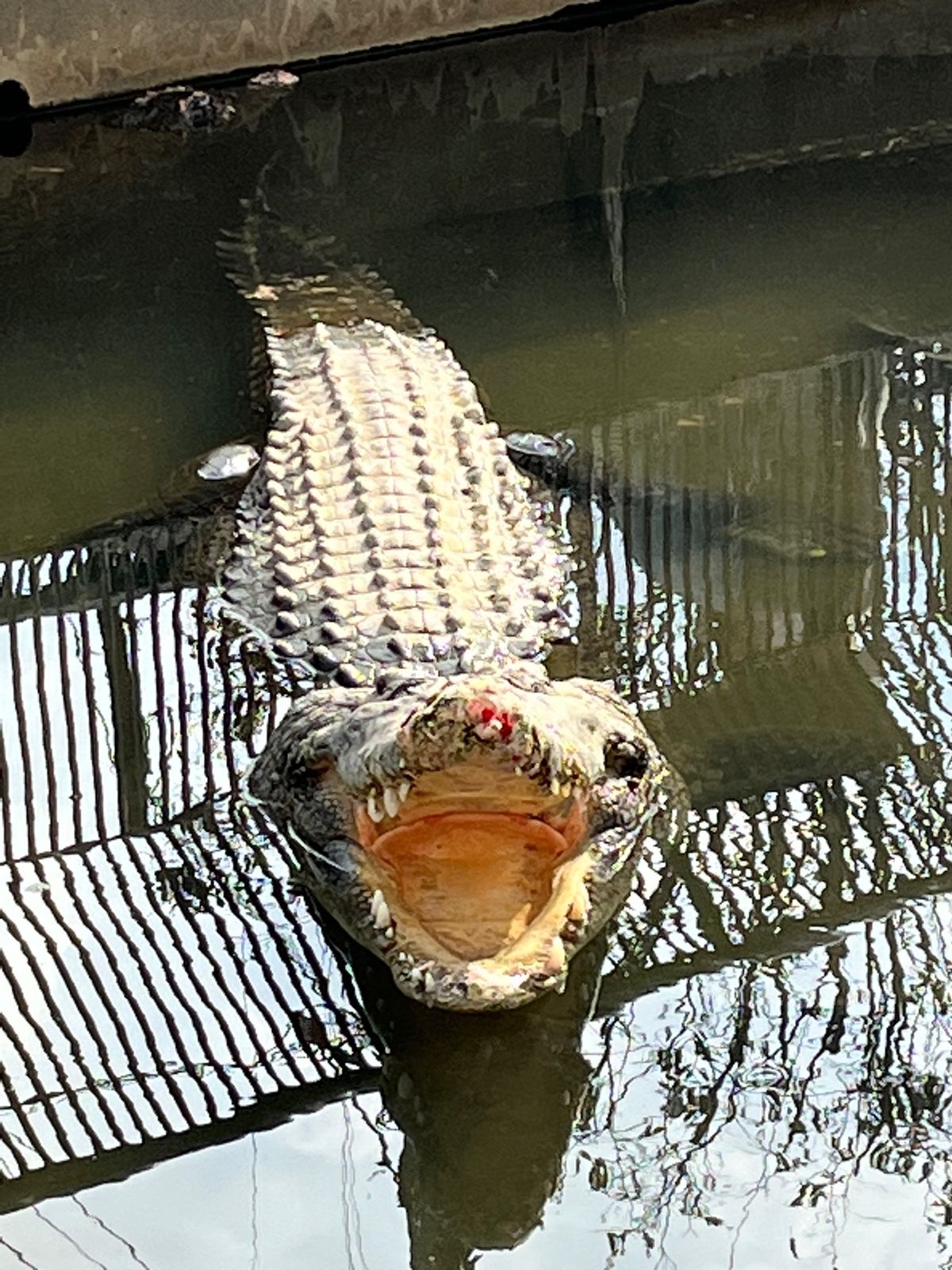 初星野リゾート　