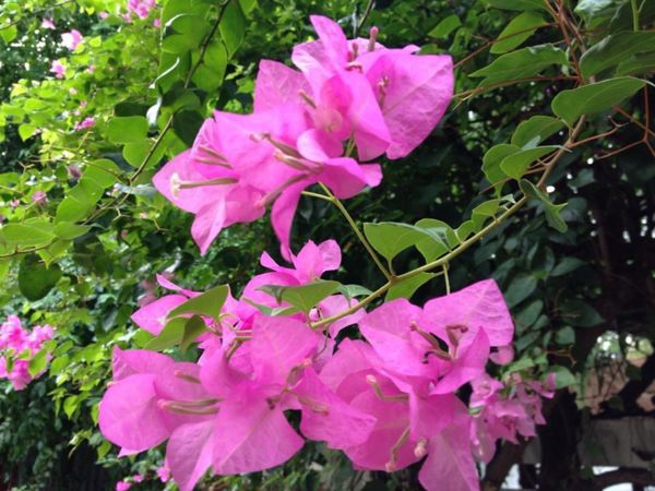 タイ・バンコク「13.06 タイ(バンコク)」の写真