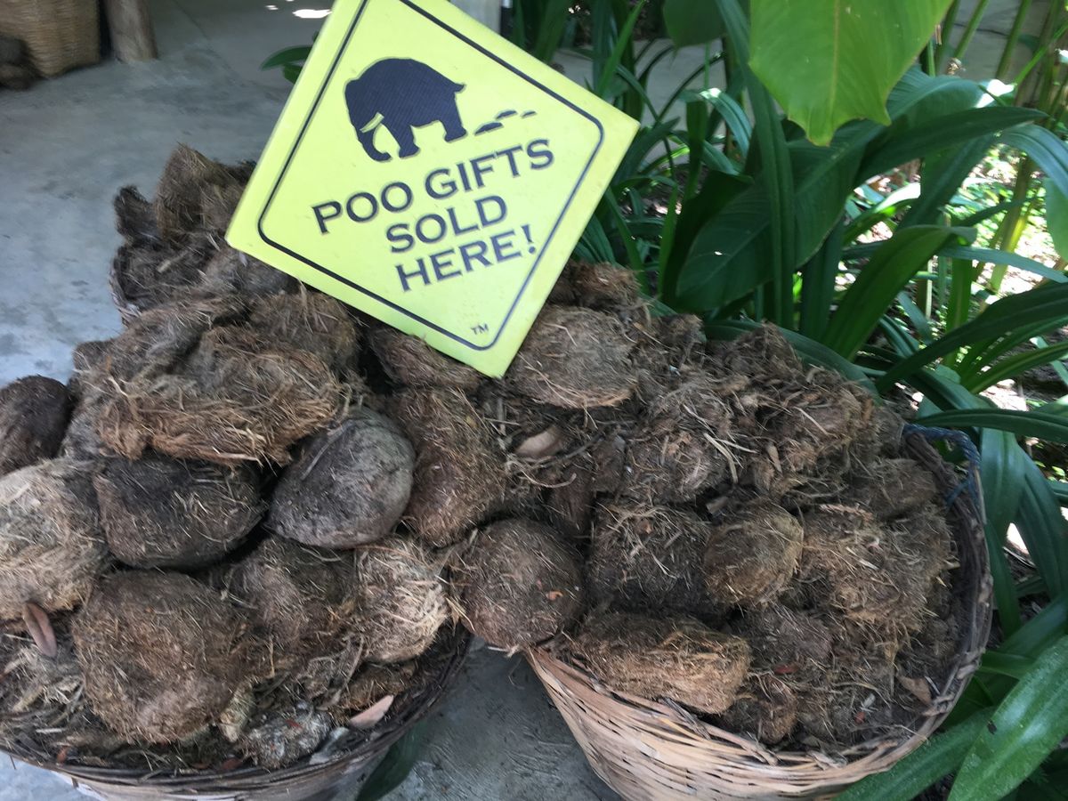 チェンマイ
エレファントキャンプ