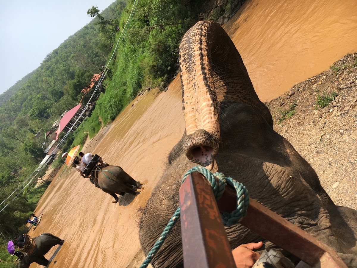 チェンマイ
エレファントキャンプ