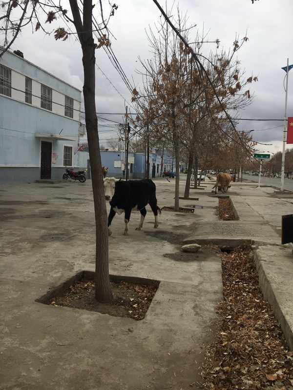 中国・ウルムチ「17.10 中国(ウルムチ)」の写真