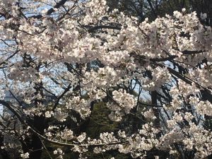 上野公園の桜