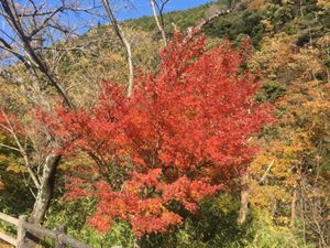宇賀渓の紅葉