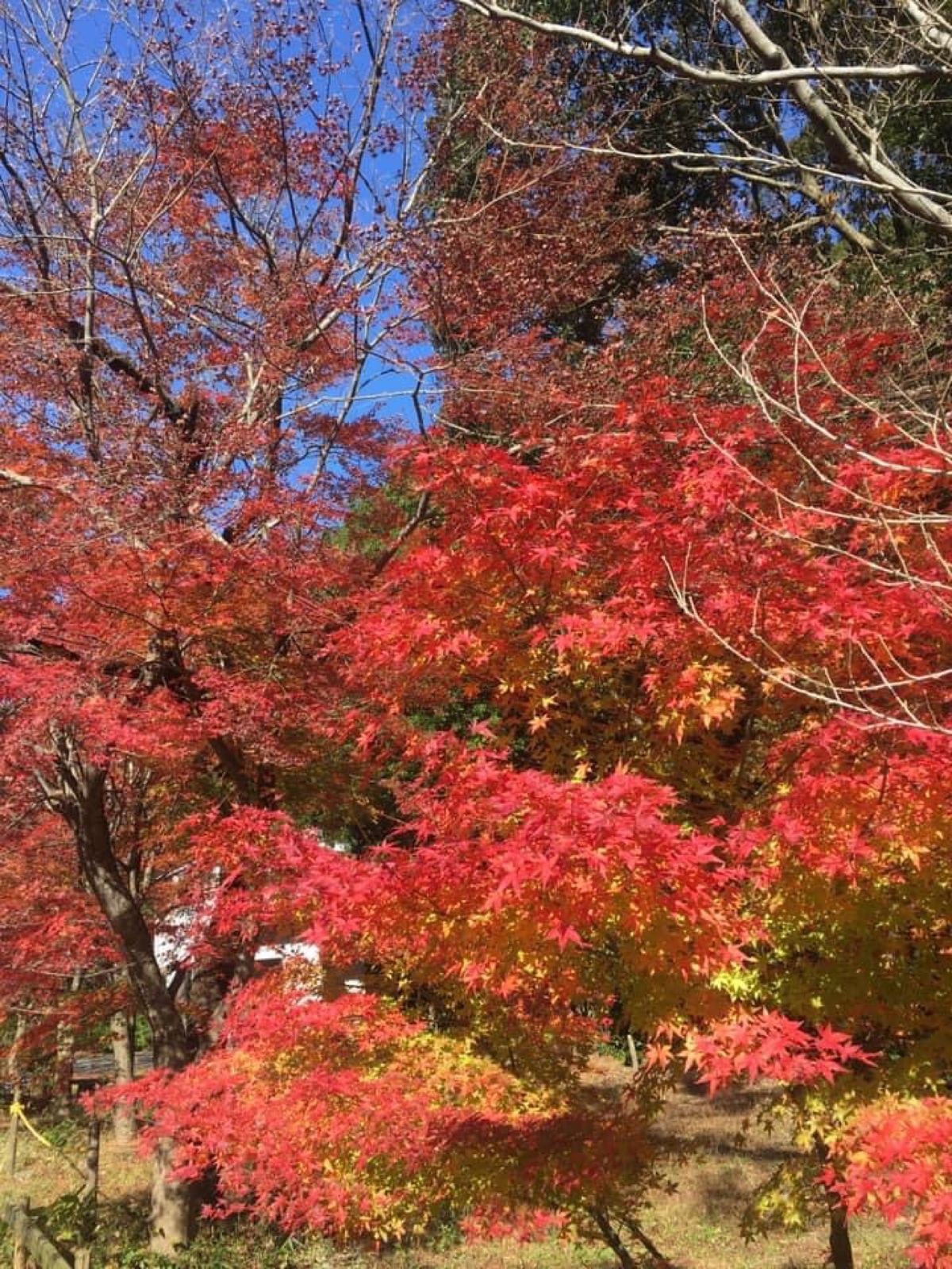 宇賀渓の紅葉