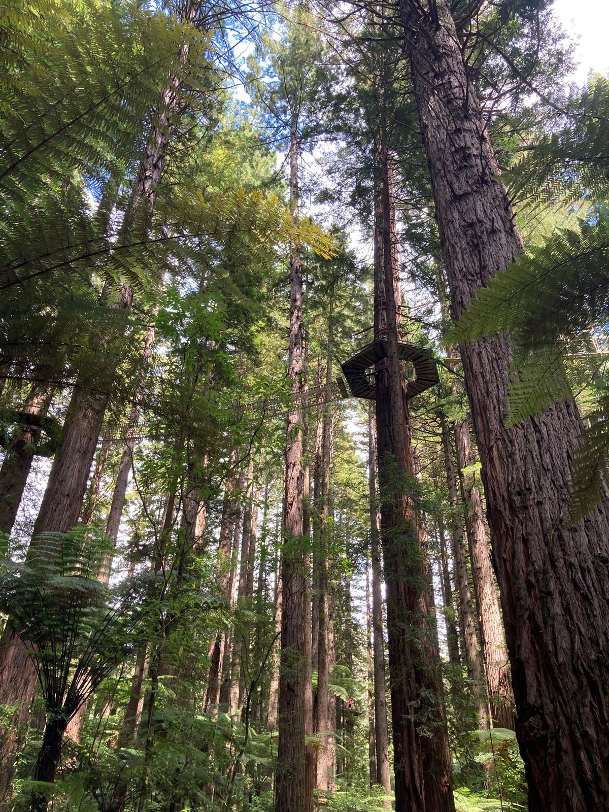 @Rotorua
そこらじゅうの地面から蒸気が噴き出していて、周辺にはほの...